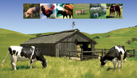 cows grazing in field near barn